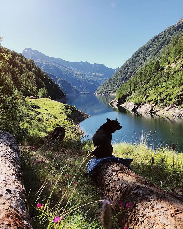 A dog sits on a log overlooking a serene lake surrounded by mountains and lush forests on a clear day.