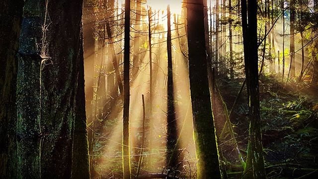 Sunlight filters through the trees in a tranquil forest, creating a serene and dreamy atmosphere in the woods.