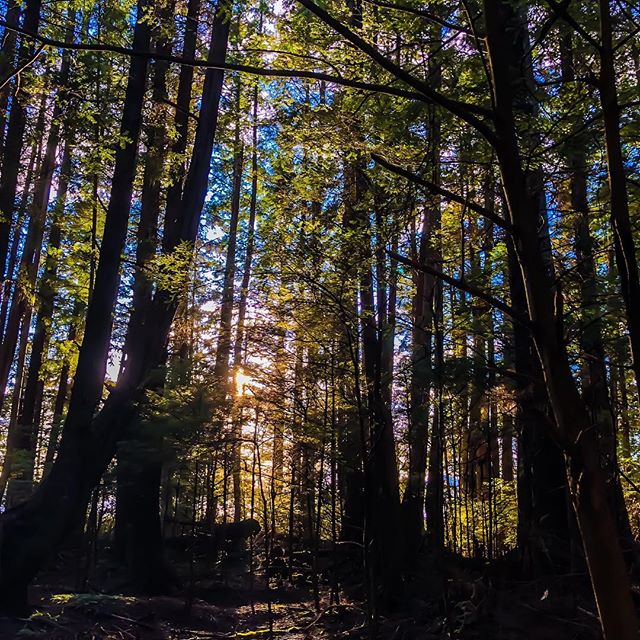 Sunlight filters through a dense forest of tall trees, creating a tranquil and scenic woodland landscape.