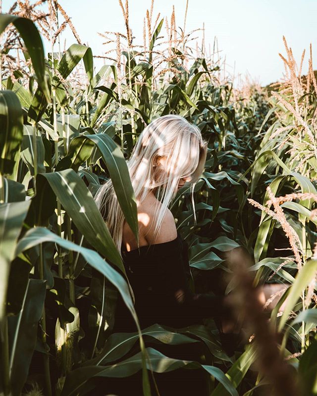 A blonde woman wanders through a rural corn field on a sunny day.
