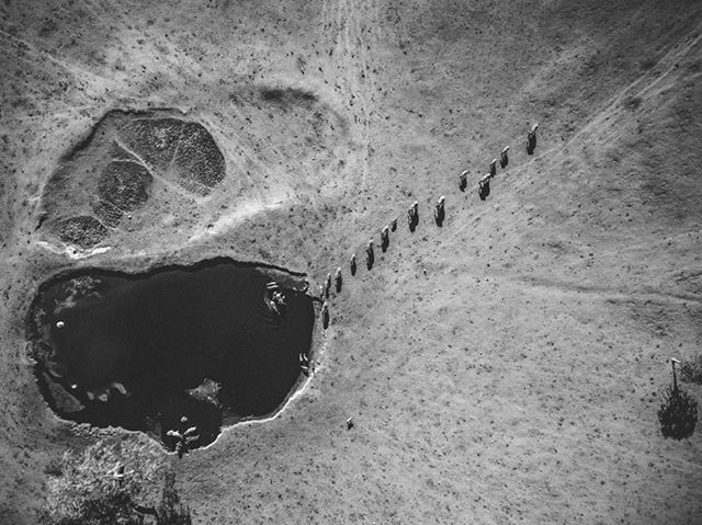 An aerial view of zebras near a waterhole in the African savanna, showcasing the tranquility of wildlife.