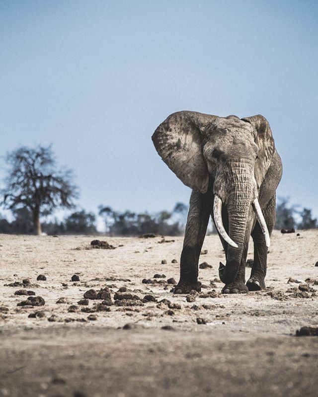 An elephant stands in a dry, savanna landscape, under a clear sky, showcasing its massive tusks.