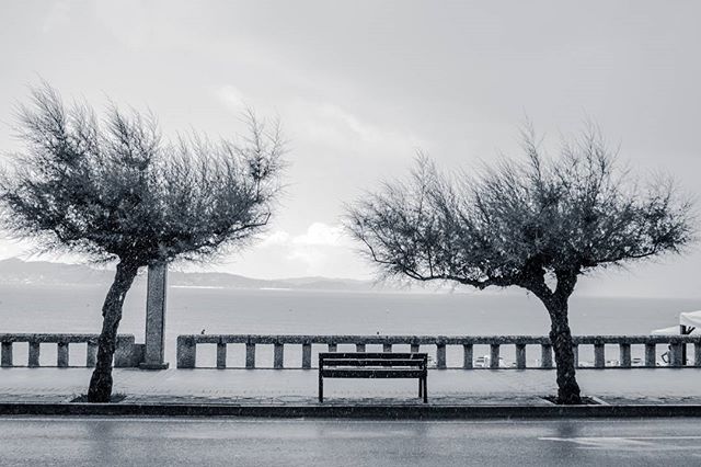 A tranquil monochrome seascape featuring trees and a bench along a seaside promenade. Ideal for travel or relaxation themes.