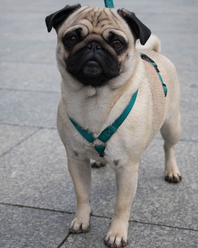 A pug stands wearing a teal harness on a gray paved surface, looking at the camera with a calm expression.