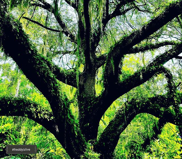 A large tree with branches covered in moss creates a peaceful and natural scene in a lush forest.