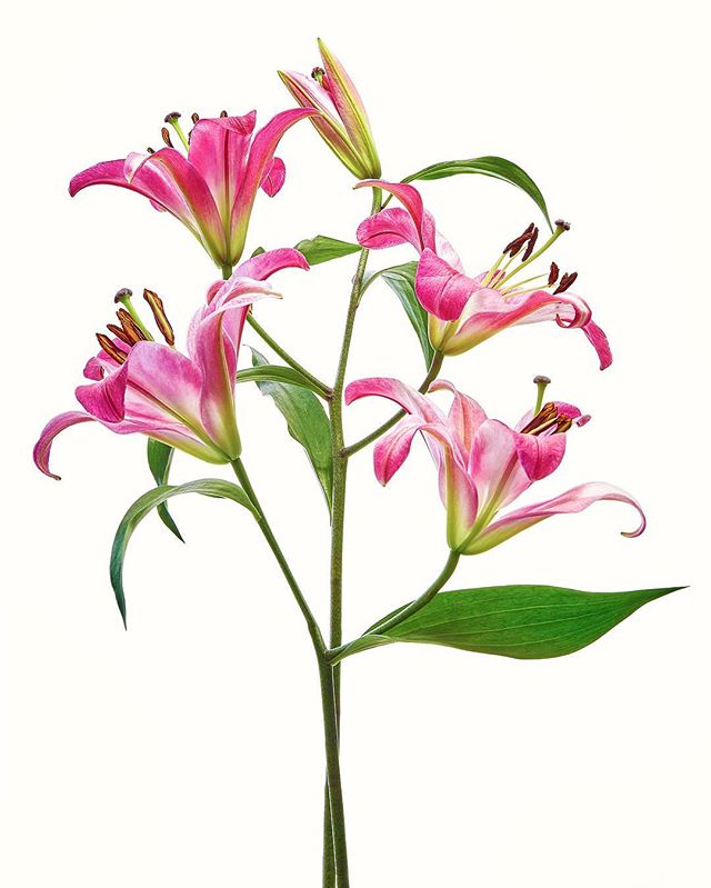 Elegant pink lilies are artfully arranged against a clean white backdrop in this botanical still life.