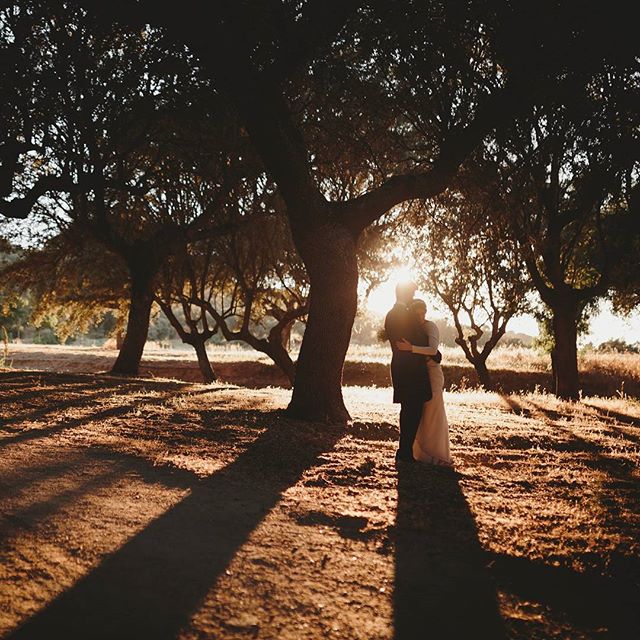 A couple embraces under a tree, bathed in golden sunlight, in a romantic outdoor setting. 