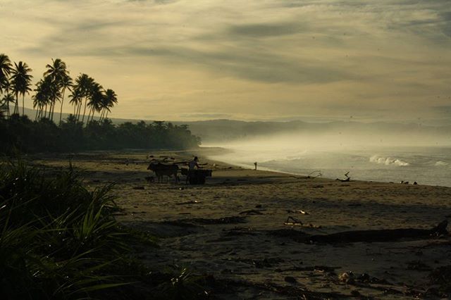 A tranquil beach scene with palm trees, an ox-drawn cart, and the ocean at dawn or dusk.