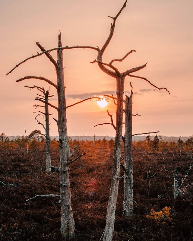 A scenic landscape featuring dead trees silhouetted against a warm sunset sky, creating a calm, natural atmosphere.