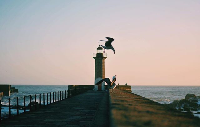 A serene seascape featuring a lighthouse and seagulls on a pier, capturing a tranquil coastal scene at sunset.