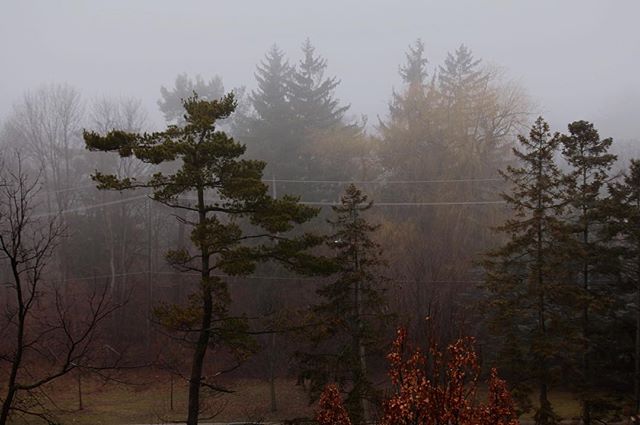 Misty forest scene featuring a variety of trees under a thick fog cover creating an atmospheric and serene landscape.