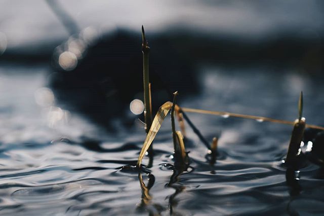 Close-up of grass stalks in rippling water evokes a tranquil, natural scene with a serene and calming atmosphere.
