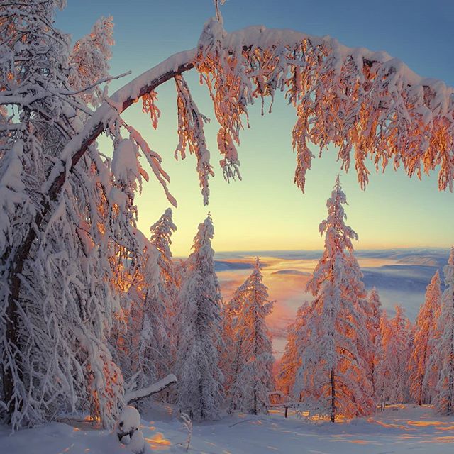 A snow-covered forest at sunset creates a tranquil winter landscape, perfect for travel or holiday-themed campaigns.