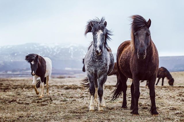 Horses stand in a field with mountains in the background on an overcast day.