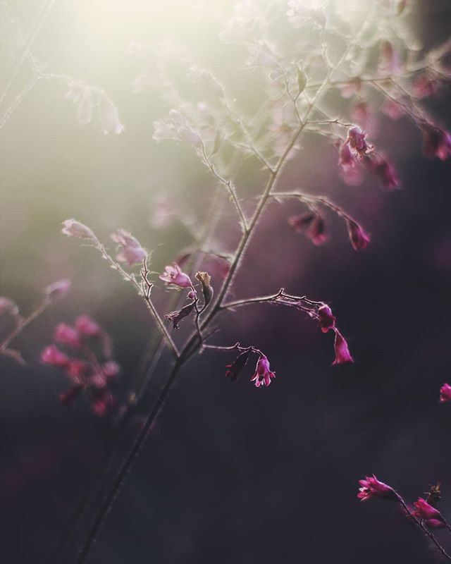 Delicate pink flowers bloom in a soft, dreamy setting, perfect for adding a touch of tranquility to your designs.