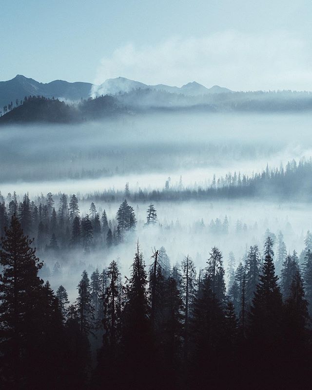 A misty mountain forest landscape featuring fog shrouded trees and distant mountain peaks.