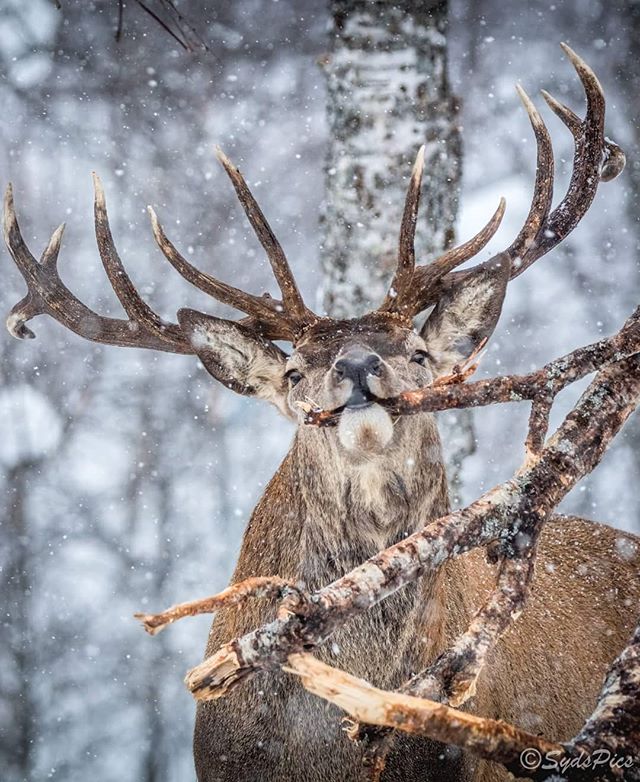 A majestic deer stands in the snowy forest, its large antlers framed by falling snowflakes.