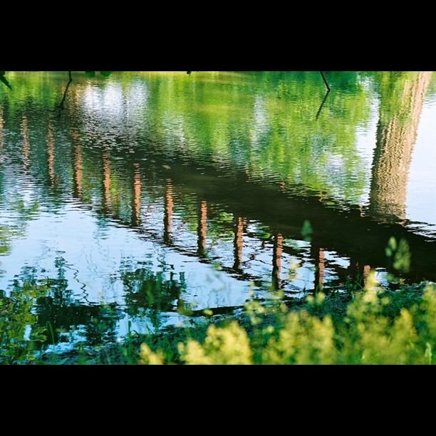 Reflections of trees ripple on a calm lake, capturing the peace of nature and the tranquility of the water.