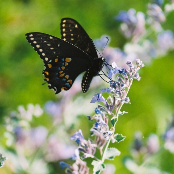 A black butterfly with orange spots on its wings rests on a cluster of purple flowers in a natural garden setting.