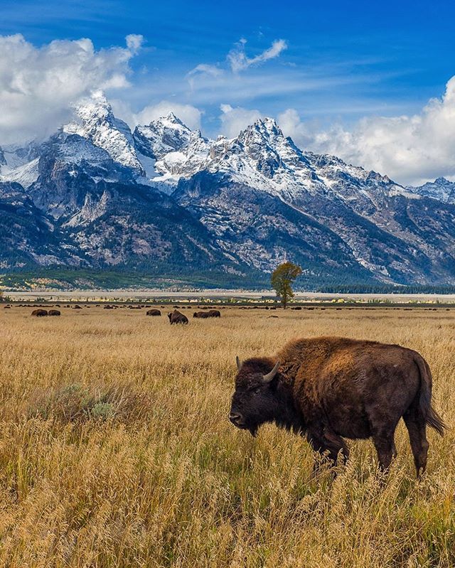 A lone bison stands in a grassy field with snow-capped mountains in the background.