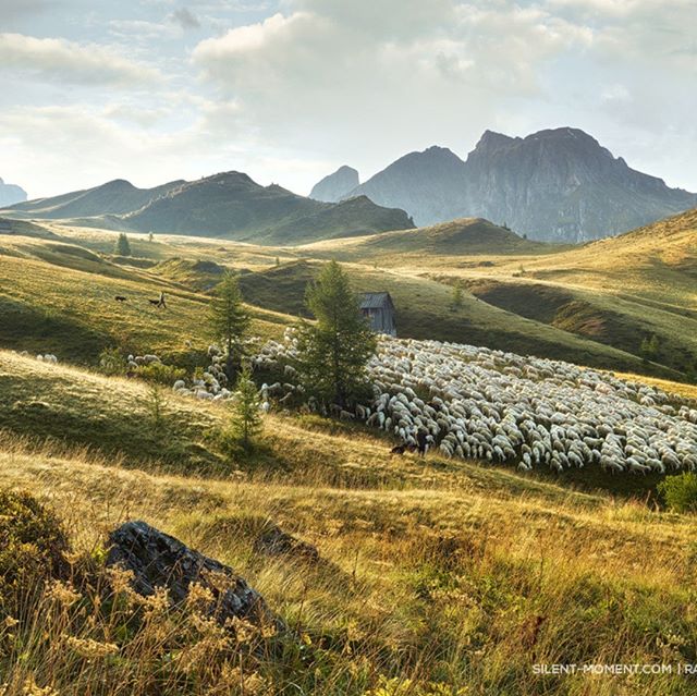A large flock of sheep grazes on rolling hills beneath towering mountains in a serene landscape, promoting nature's tranquility.