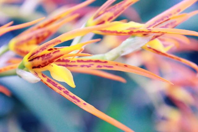 A close-up shot of a vibrant orange and yellow orchid flower with a soft, dreamy bokeh background.