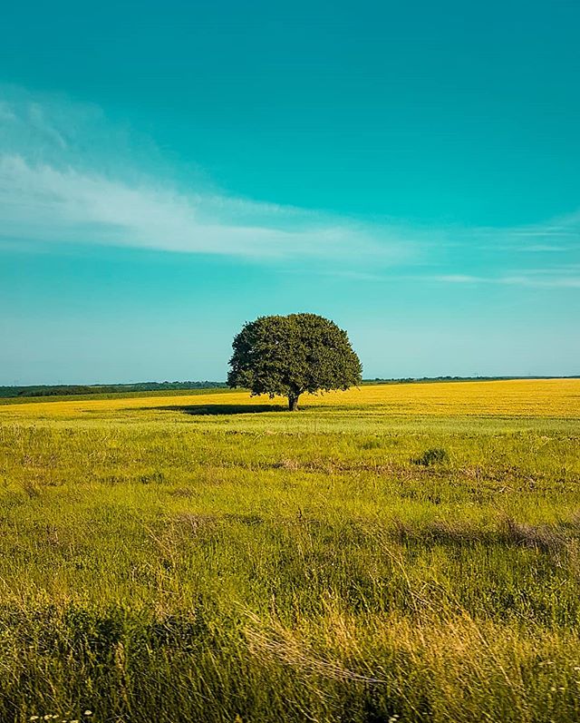 A tranquil landscape featuring a solitary tree standing in a golden field under a clear blue sky.