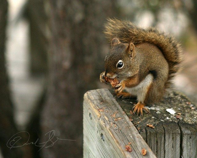 A squirrel perched on a wooden post enjoys a nut in a tranquil outdoor setting.
