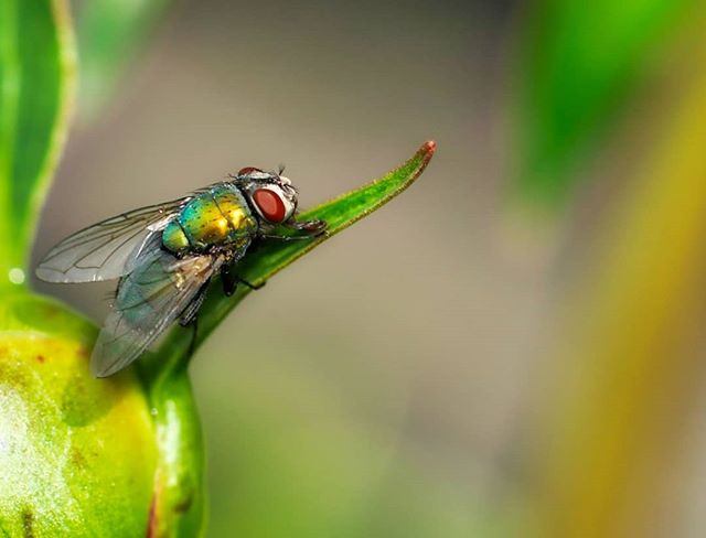 A vibrant fly rests on a lush green leaf, captured in a close-up shot highlighting its iridescent details against a blurred backdrop.