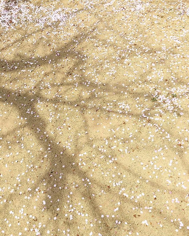 A serene scene of fallen flower petals on the ground with tree shadows creating a natural, calming backdrop.