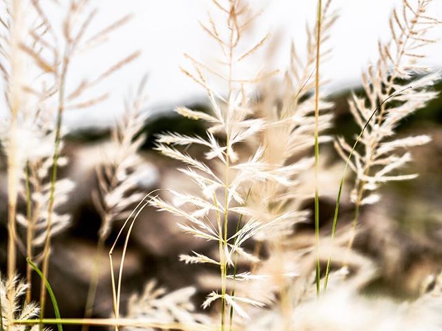 Close-up of wild grass blowing gently in a field, creating a sense of peace and tranquility in the natural setting.