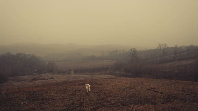 A lone dog explores a misty field in a serene countryside landscape, evoking tranquility and mystery.