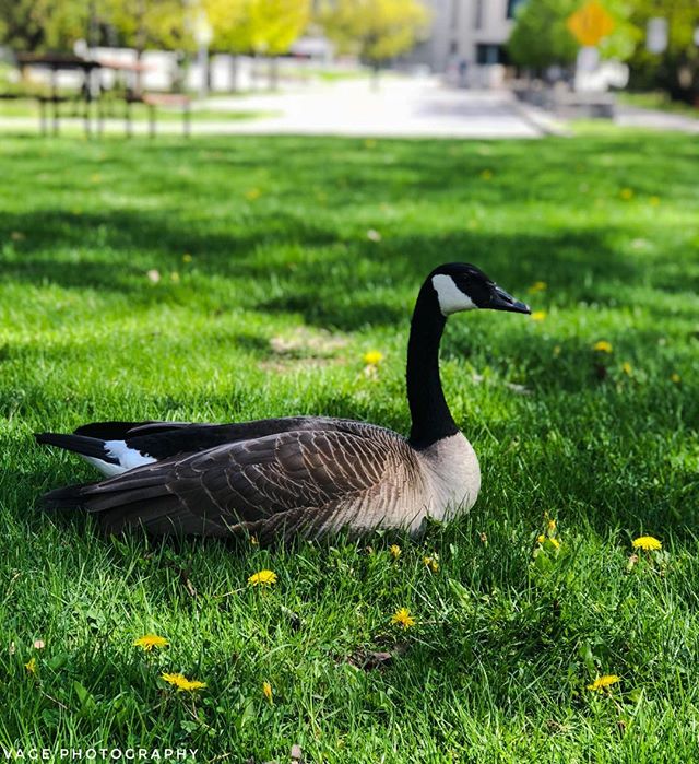 A Canada goose rests peacefully in the green grass on a sunny day in the park.