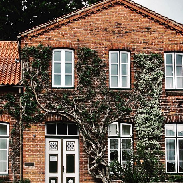 A charming brick house with ivy climbing the walls offers a glimpse into classic architecture and timeless design.