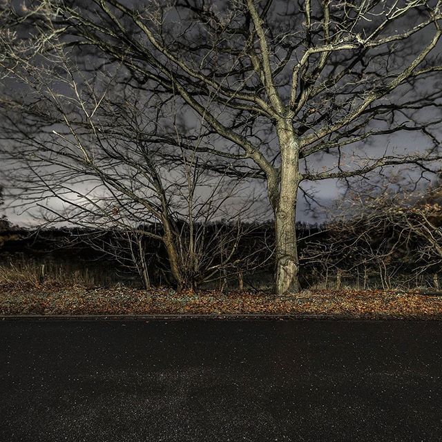Bare trees stand silhouetted against a night sky, lining a dark, empty road in a rural landscape.