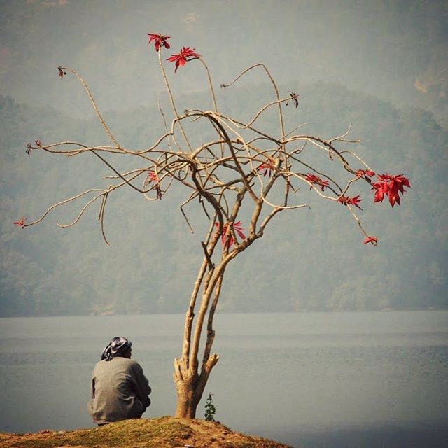 A person sits beneath a tree overlooking a calm lake with mountains in the distance in a serene natural setting.