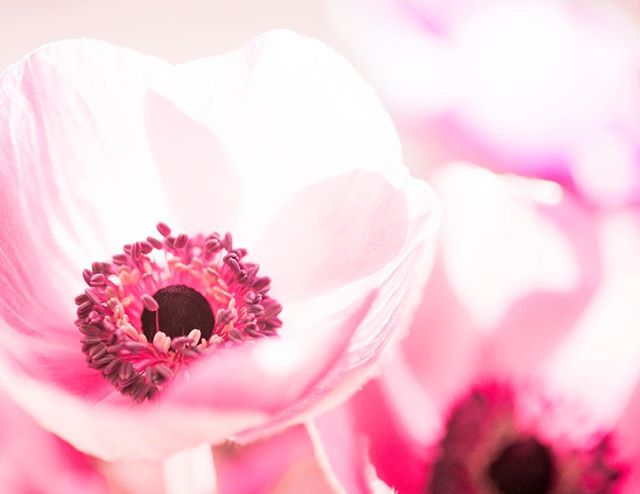 A soft, dreamy close-up of a pink anemone flower, perfect for beauty or wellness campaigns.