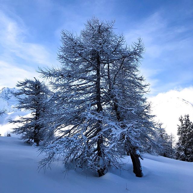 Snow covered trees in a mountain landscape on a sunny winter day.