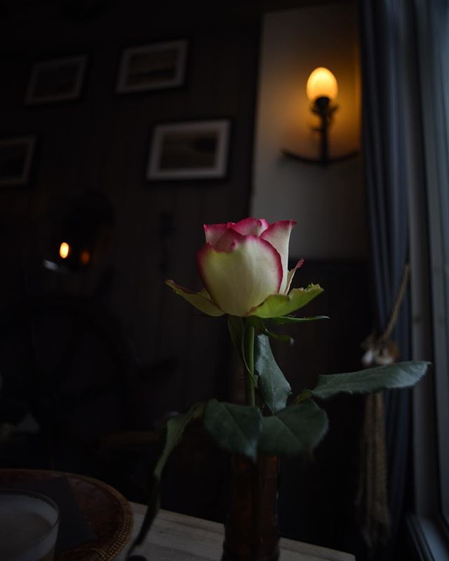 A soft, romantic still life featuring a rose in a vase near a window, perfect for home decor inspiration.