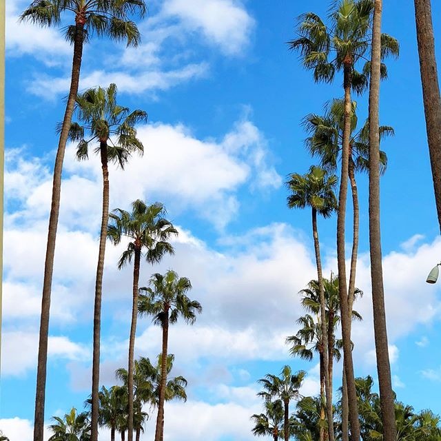 Tall palm trees stand out against a bright blue sky with fluffy clouds.