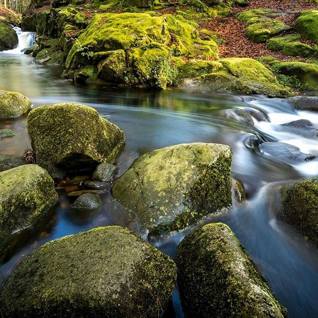 A tranquil river flows through a moss-covered forest landscape, creating a peaceful and refreshing scene.