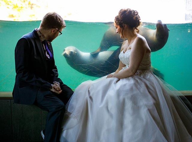 A bride and groom celebrate their wedding at the aquarium with sea lions watching through the glass.