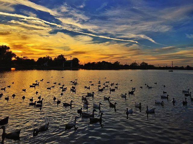 A tranquil lake is filled with ducks swimming under a colorful sunset sky, creating a serene nature scene.