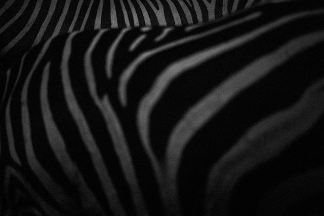 A black and white close-up of a zebra's stripes creates an abstract, patterned design.