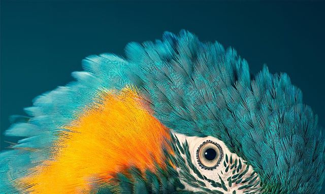 Close-up of a vibrant macaw parrot showcasing its intricate blue and yellow feathers and striking eye.