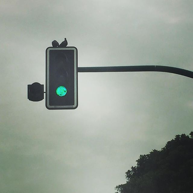 Traffic light showing green with birds perched on top against a cloudy sky.