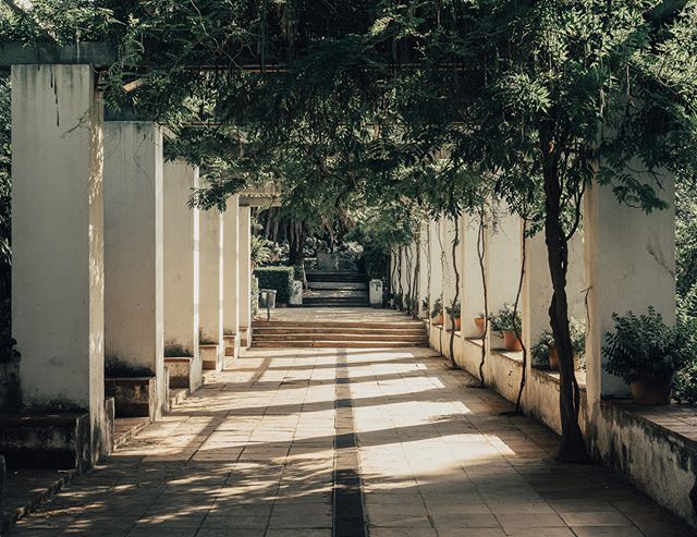 A tranquil pathway with white columns and lush greenery creates a peaceful urban escape in a garden setting.