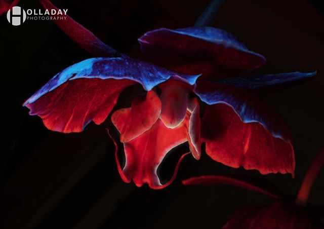 A dramatic close-up of an orchid flower with red and blue hues on a dark background.
