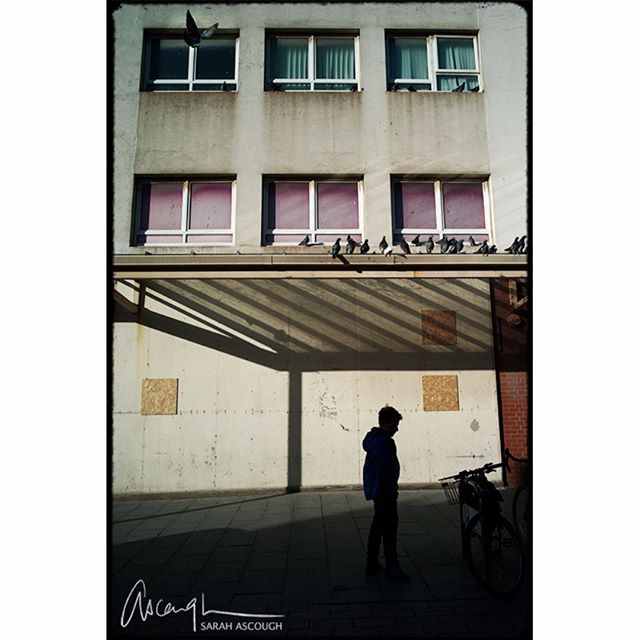 A person walks along a city street near a building where pigeons are perched.