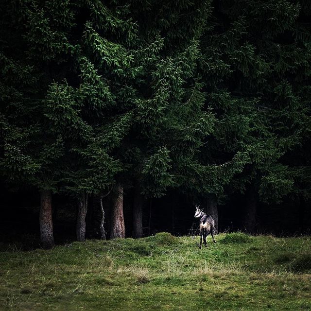 A chamois stands in a forest clearing, surrounded by tall trees, blending into the serene landscape.